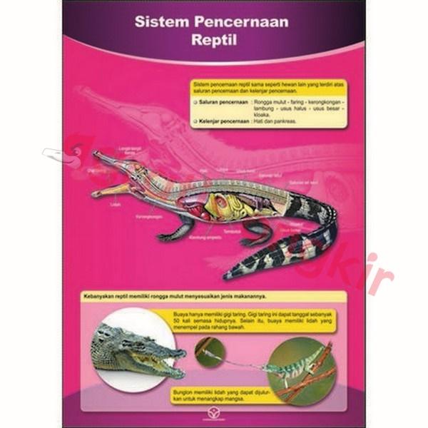 Gambar Sistem Pencernaan Hewan Reptil