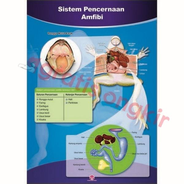 Gambar Sistem Pencernaan Hewan Ampibi