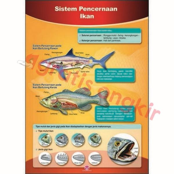 Gambar Sistem Pencernaan Hewan Ikan