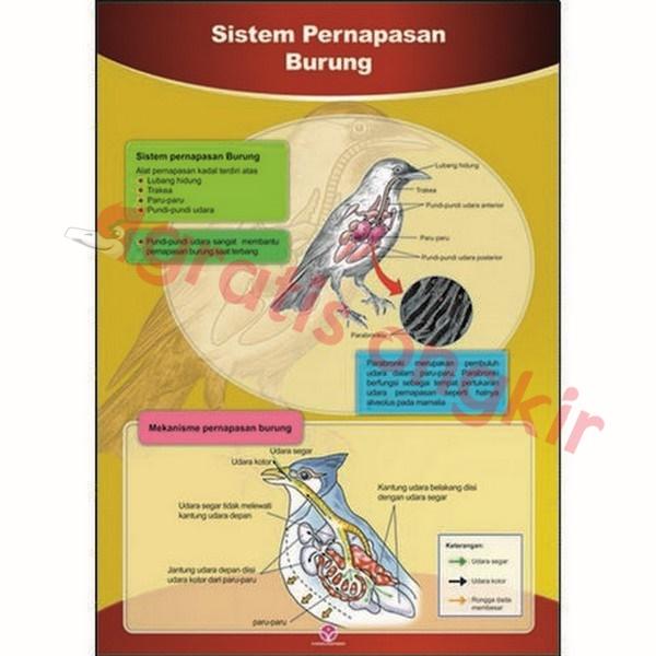 Gambar Sistem Pernapasan Hewan Burung