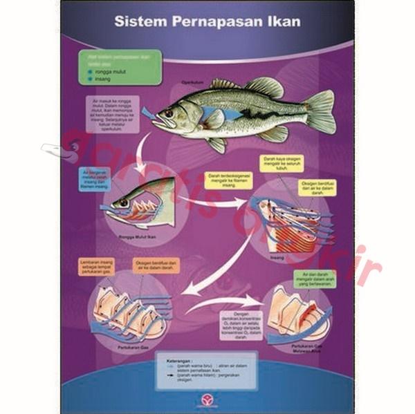 Gambar Sistem Pernapasan Hewan Ikan