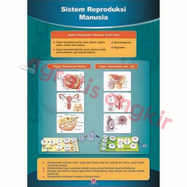 Gambar Sistem Reproduksi Manusia