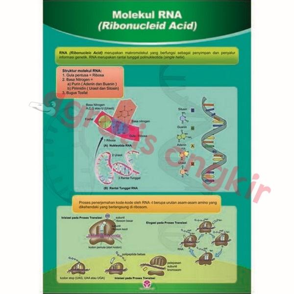 Gambar RNA